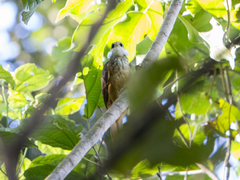Pseudocolaptes boissonneautii