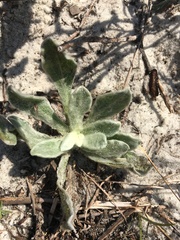 Chrysopsis lanuginosa