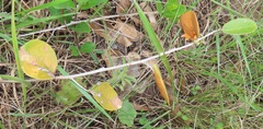 Salacia kraussii
