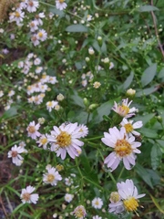 Aster ageratoides