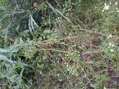Aster ageratoides