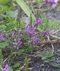 Indigofera pseudotinctoria
