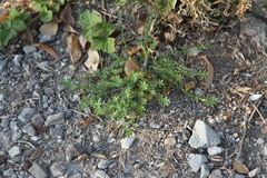 Galium humifusum