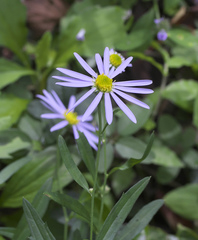 Aster yomena