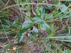 Sargentodoxa cuneata