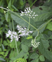 Eupatorium makinoi