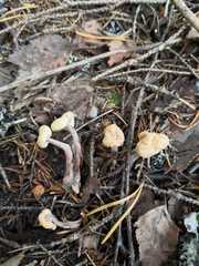 Cudonia confusa