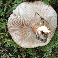 Lactarius tabidus