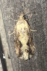 Endothenia nubilana
