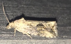 Endothenia nubilana