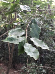Ilex pedunculosa