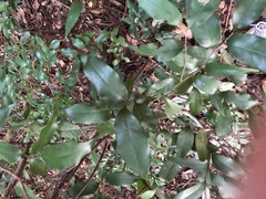 Castanopsis cuspidata