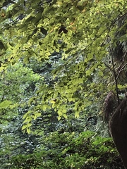 Carpinus tschonoskii