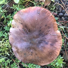 Lactarius tabidus