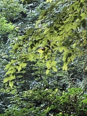 Carpinus tschonoskii