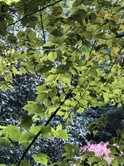 Carpinus tschonoskii