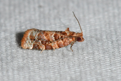Argyrotaenia tabulana