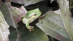 Hyla intermedia perrini