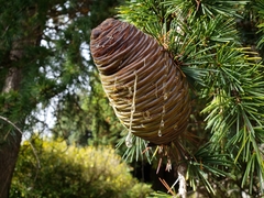 Cedrus deodara