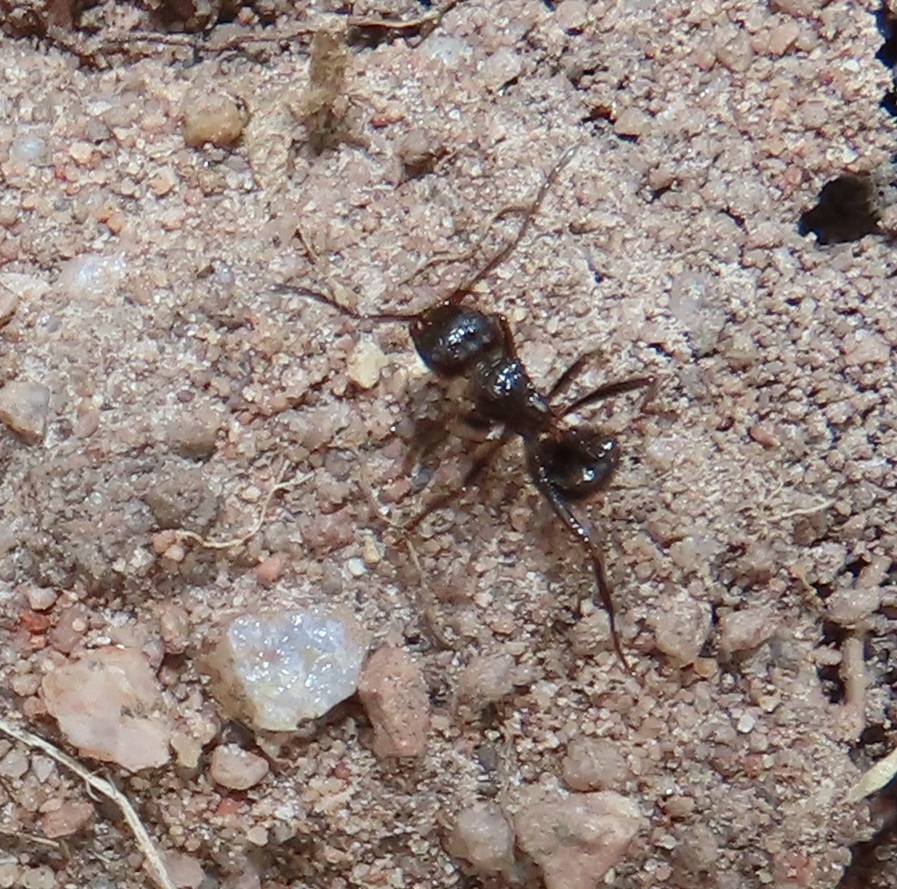 Myrmicaria brunnea