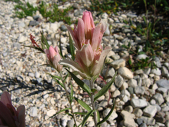 Castilleja raupii
