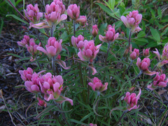 Castilleja raupii