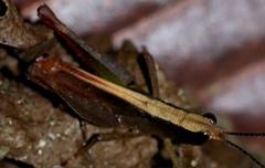 Maculiparia rotundata