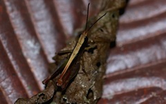 Maculiparia rotundata