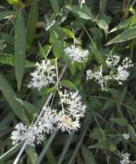 Eupatorium makinoi