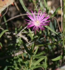 Delosperma neethlingiae
