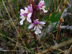 Galearis rotundifolia