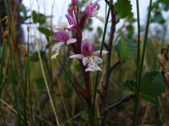 Galearis rotundifolia