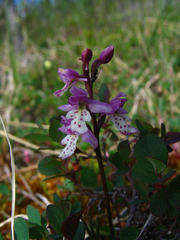 Galearis rotundifolia