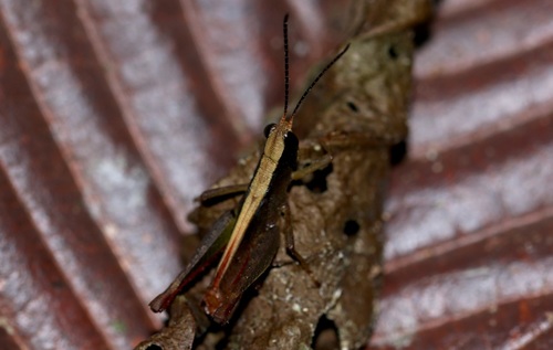 Maculiparia rotundata image