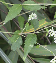 Eupatorium makinoi