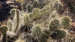Opuntia polyacantha erinacea