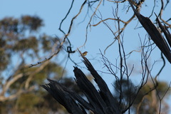 Acanthiza inornata