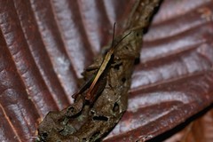 Maculiparia rotundata