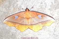 Midila poppaea