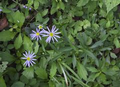 Aster yomena