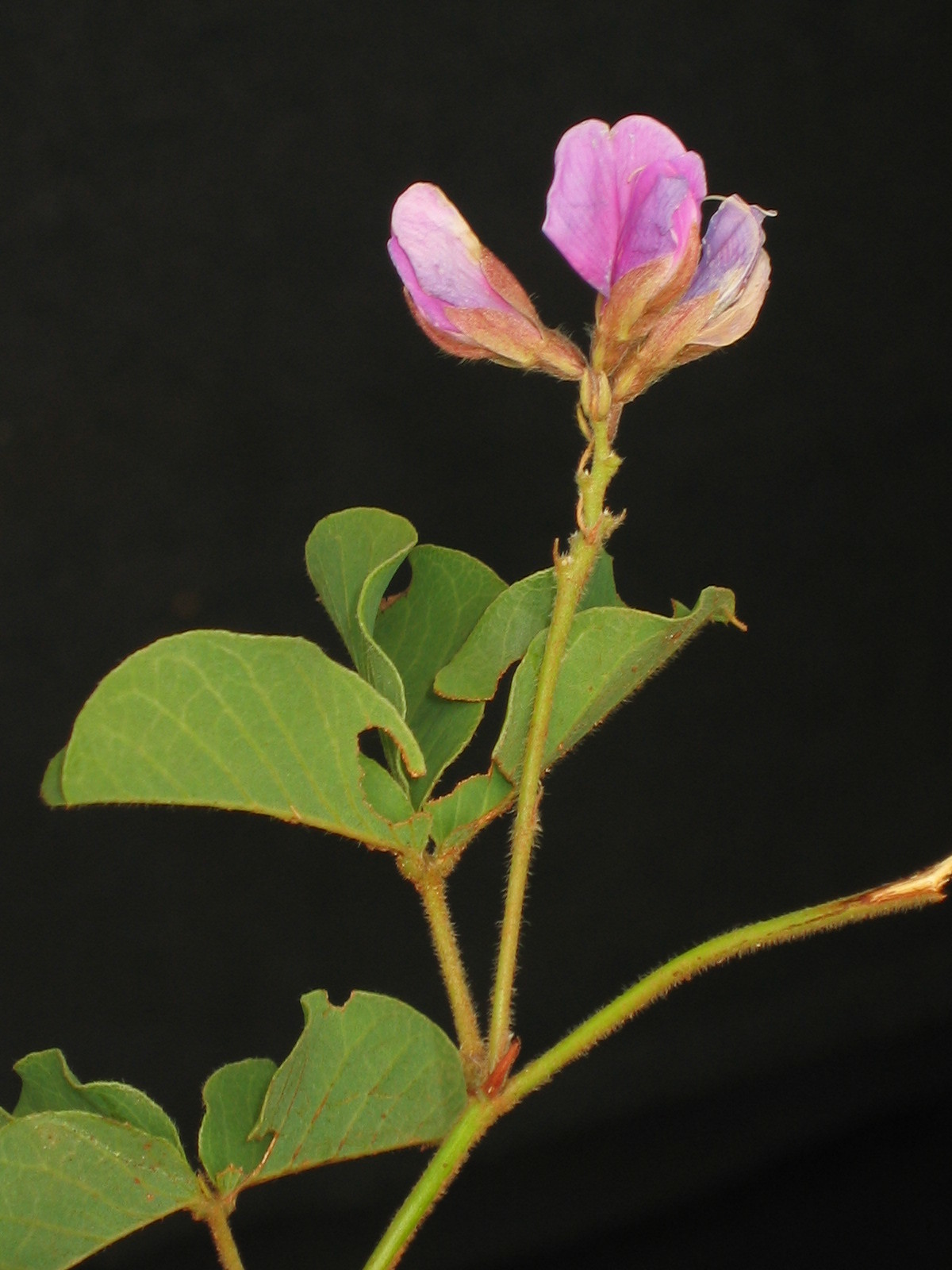 Betencourtia australis