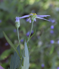 Aster yomena