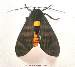 Pachydota