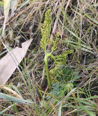 Sceptridium ternatum