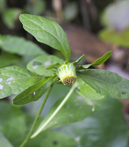 Carpesium divaricatum iNat (3)