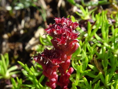 Sedum atratum