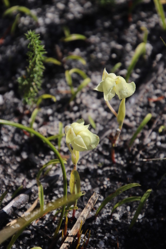 Image of Pterygodium platypetalum by (c) Tony Rebelo, some rights reserved (CC BY-SA)