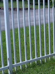 Anolis sagrei