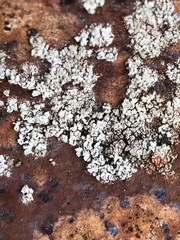 Stereocaulon nanodes