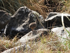 Nothoprocta pentlandii